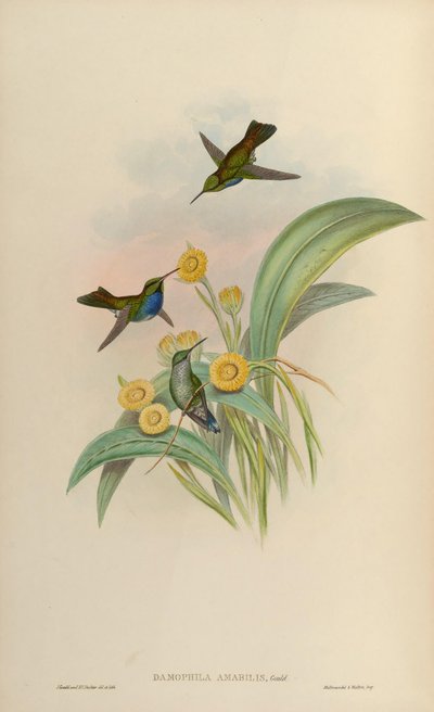 Damophila amabilis = Amazilia amabilis - John Gould